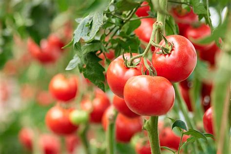 Greenhouse Growing Guide Tomatoes