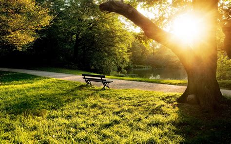 배경 화면 공원 벤치 나무 풀 햇빛에 여름 아침 1920x1200 Hd 그림 이미지