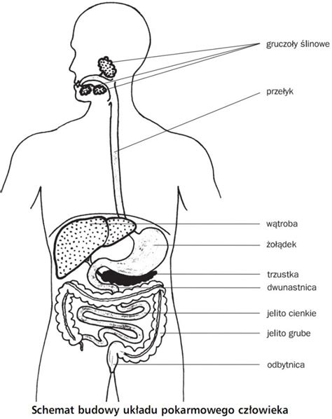 Układ pokarmowy i odżywianie Budowa układu pokarmowego