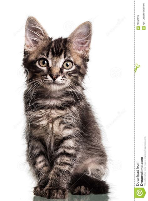 Cute Furry Kitten Stock Image Image Of Relaxed Baby