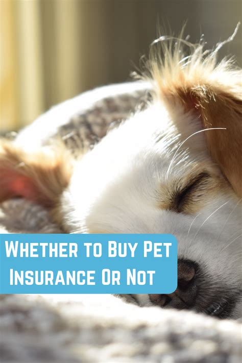 Here's a helpful article about pet insurance from German ...