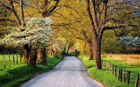 Country Road In Springtime