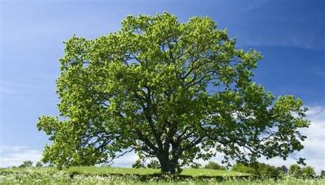 How Many Types Of Oak Trees Are There Sciencing