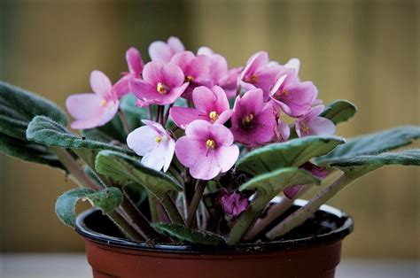 African violets ( saintpaulia species) are excellent indoor flowering plants. Is your African Violet Drooping Leaves? Here's Why | Hort Zone