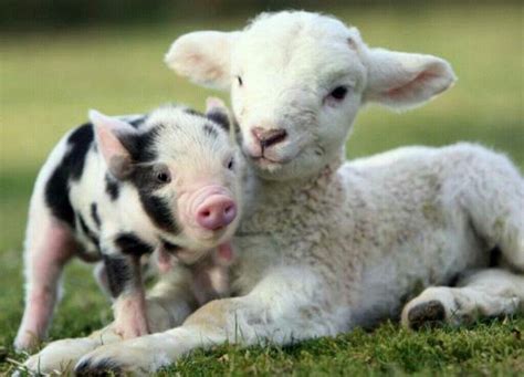 Pin By Kayla Evans On Animal Love Baby Farm Animals Cute Baby