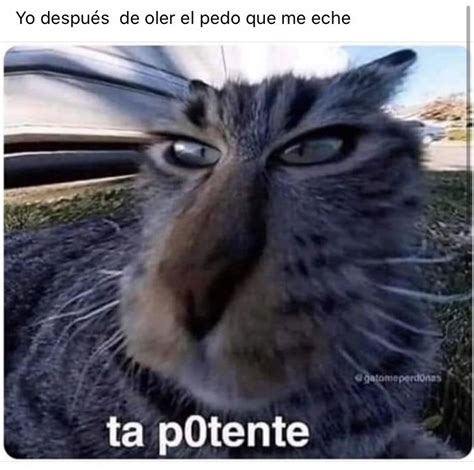 Funny Spanish Memes Spanish Humor Cat Memes Soldier Lol Comics