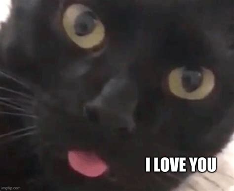 Image Tagged In Cat Cute Cat Sexy Cat I Love You I Love Cats Imgflip