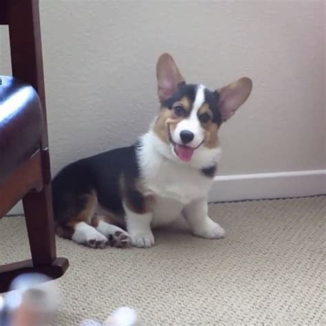 Smiling Dog The Happiest Corgi Puppy Video Via Great Gatsby The Corgi