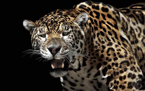 Photos Jaguars Big Cats Animal 1920x1200