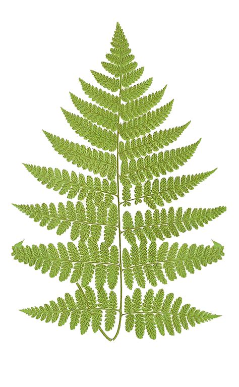 Ferns Clipart 20 Free Cliparts Download Images On Clipground 2024