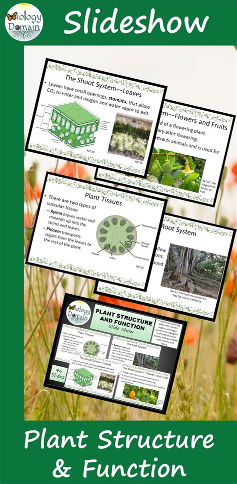 Plant Structure And Function Powerpoint Slide Show Plants Lesson