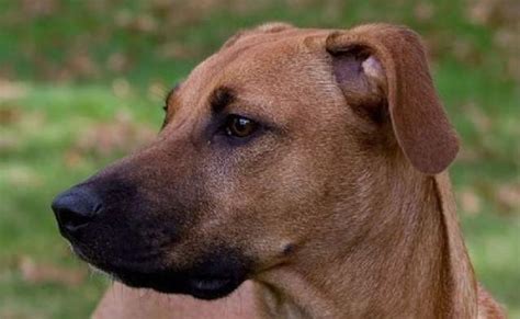 Black Mouth Cur Dog Breed What You Need To Know