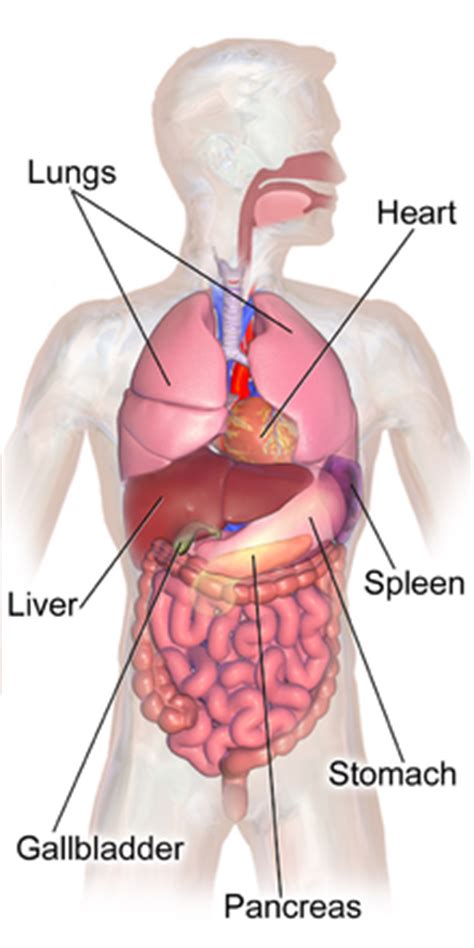 Occupying most of the space within the thoracic cavity, the lungs extend laterally from the heart to the ribs on both sides of the chest and continue posteriorly toward the spine. Abdomen - Wikipedia