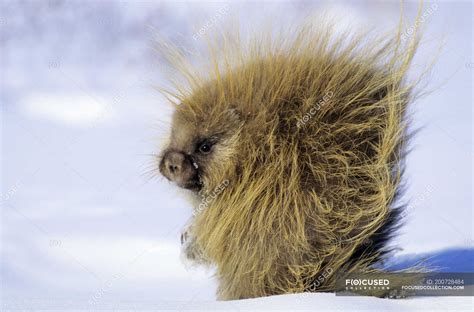 Porcupine Foraging On Snow In Winter In Saskatchewan Canada — Sitting