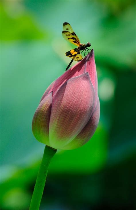 Lotus And Dragonfly Photo Critique Gallery Shutterstock Forum
