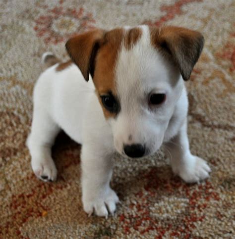 3 newborn jack russell puppies, 2 boys and a girl. 127 best images about I love my Jack Russell on Pinterest | Blank cards, Jack russell puppies ...