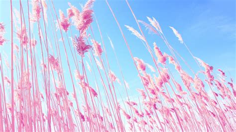 50 Pink Desktop Wallpaper Themes Wallpapersafari