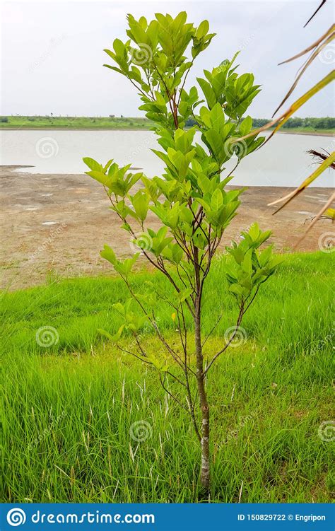 Small Jackfruit Tree In Front Of Pond Stock Photo Image Of Plant