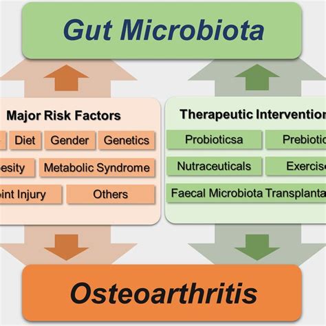 Relationship Between The Gut Microbiota And Osteoarthritis Development