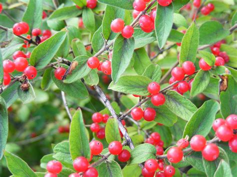 Berries Bedford Pa Red Berries Picture Taken In Bedfor Flickr
