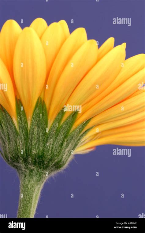 Orange Flower Petals Stock Photo Alamy