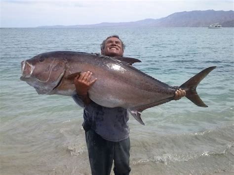 Monstrous Amberjack Could Have Been A Record Contender
