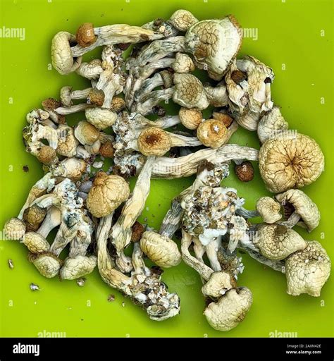 Dried Psilocybe Cubensis Psilocybin Magic Mushrooms Magic Mushrooms