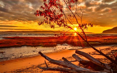 Download Sunset Fall Sea Ocean Driftwood Nature Sunrise Hd Wallpaper