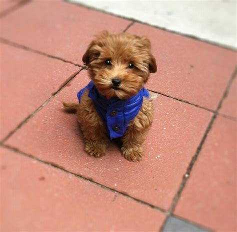 30 of the best adorable labradoodle names. Mini Australian #Labradoodle #puppy | Cute Animals ...