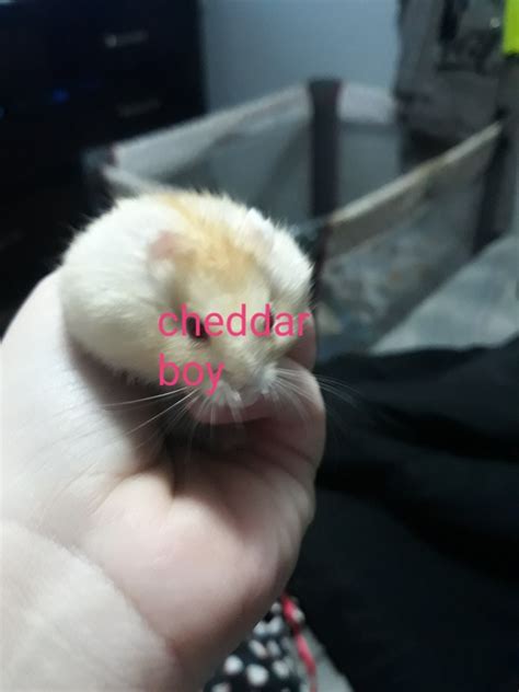 Winter White Russian Dwarf Hamster For Sale In Indiana 1