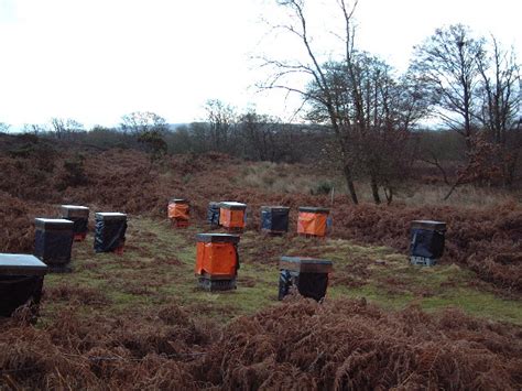 Bee Hives On Middlebere Heath © David Squire Geograph Britain And