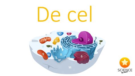 De Cel Celorganellen Plantaardige En Dierlijke Cel Eukaryoot En