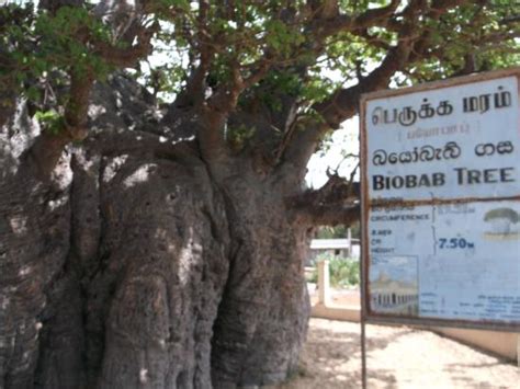 Baobab Tree Mannar 2020 Alles Wat U Moet Weten Voordat Je Gaat
