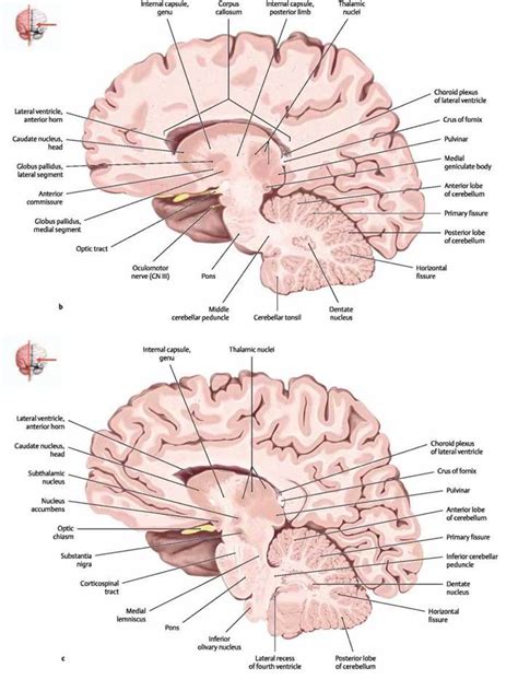 Sectional Anatomy Of The Brain Atlas Of Anatomy Head And