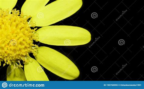 Yellow Flower On Black Background Stock Image Image Of Wild Flora
