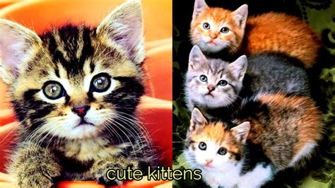 😍cute Kittens Doing Funny Things 2020😍 04 Funny Cats And Dogs