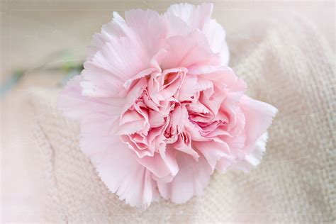 1920x1080 Wallpaper Pink Flower Peakpx