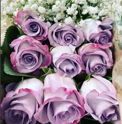 12 Long Stem Lavender Roses In A Box In Philadelphia Pa Natures