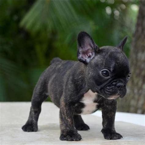 I am a breeder not a store. AKC Reg,Health French Bulldog puppies for Sale in ...