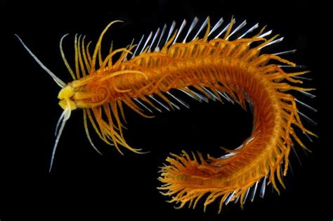 Marine Invertebrate Zoology 2021