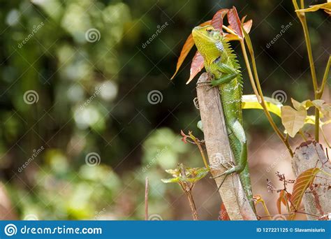 Green Lizard Sitting On The Stick Stock Image Image Of Green
