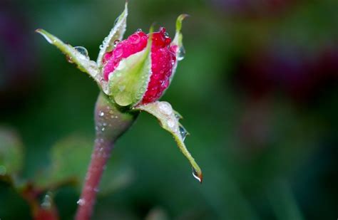 Rose Bud In Dew Free Image Download