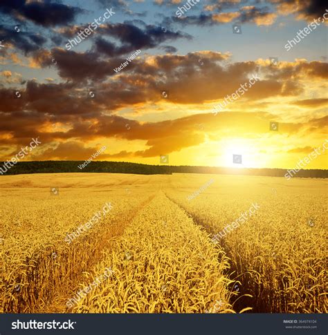 Golden Wheat Field Sunset Stock Photo 364974104 Shutterstock