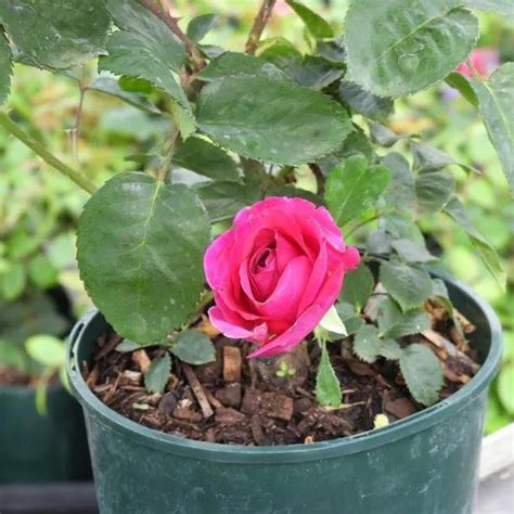 Timeless Purple Rose Bushes For Sale Uk Grown Plants Ashridge