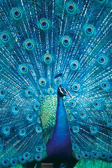 17 Best Images About Proud As A Peacock On Pinterest Peacocks