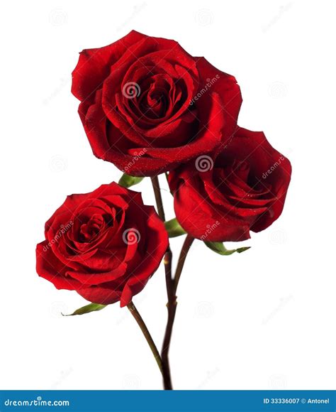 Three Dark Red Roses Stock Image Image Of Isolated Flora 33336007