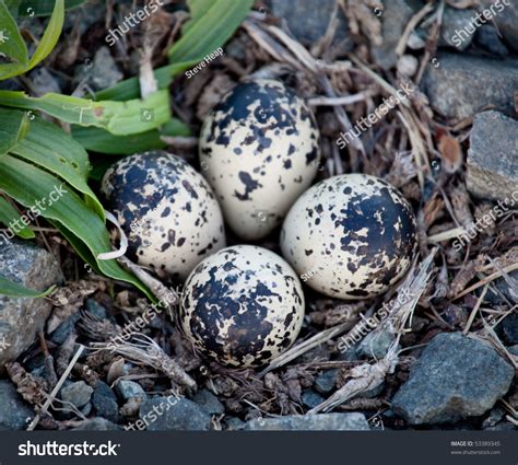Killdeer Birds Lay Their Eggs Gravel Stock Photo 53389345 Shutterstock