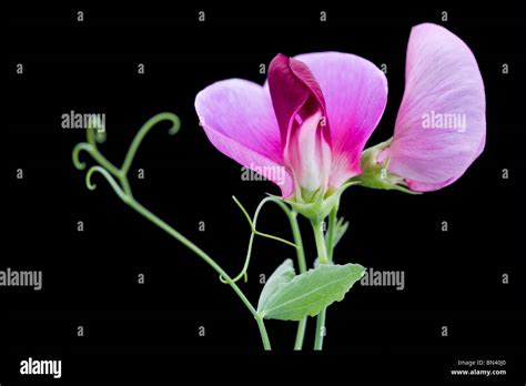 A Single Sweet Pea Stem Showing Dark Pink Bloom Against A Black