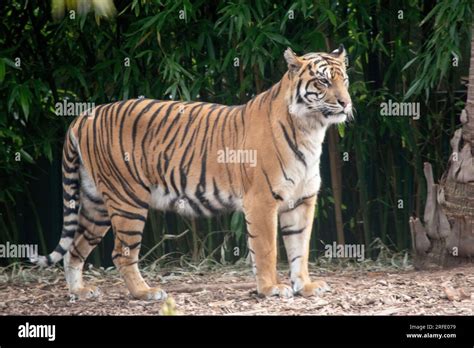 Siberian Tiger Cubs Hi Res Stock Photography And Images Alamy