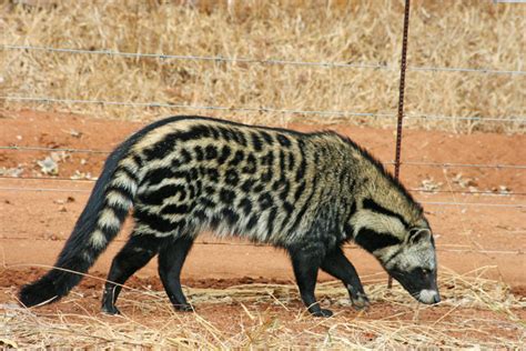 These animals have a highly carnivorous diet. Meet the African civet - Africa Geographic
